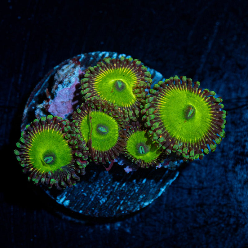 Candy Apple Greens Zoanthid coral colony growth in reef aquarium