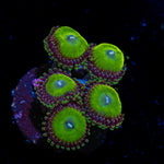 Candy Apple Greens Zoanthid Coral colony growth in reef aquarium