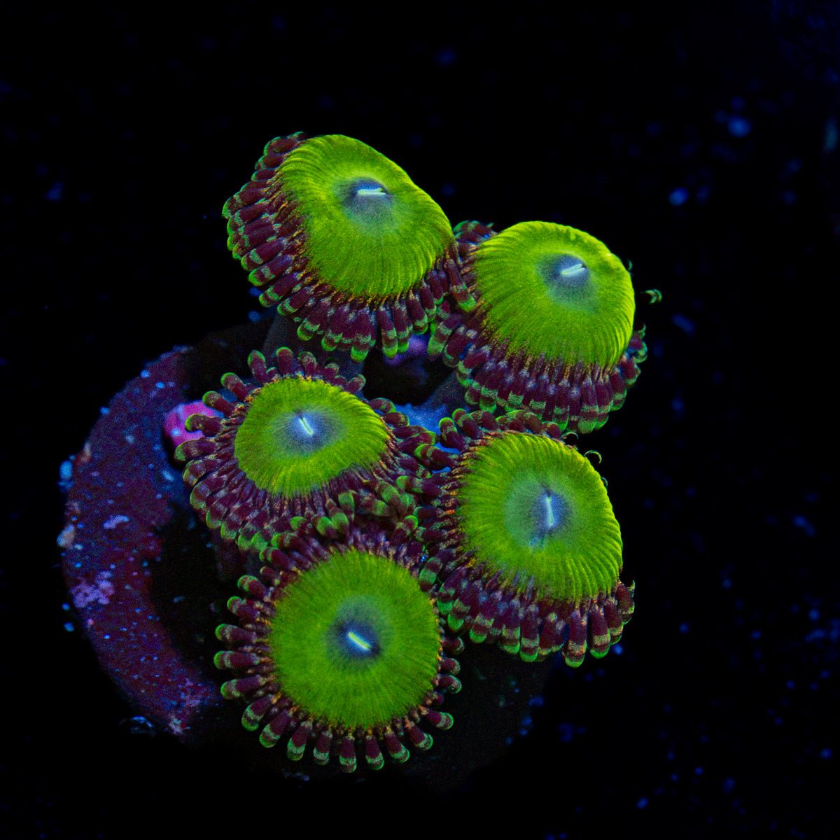 Candy Apple Greens Zoanthid Coral colony growth in reef aquarium