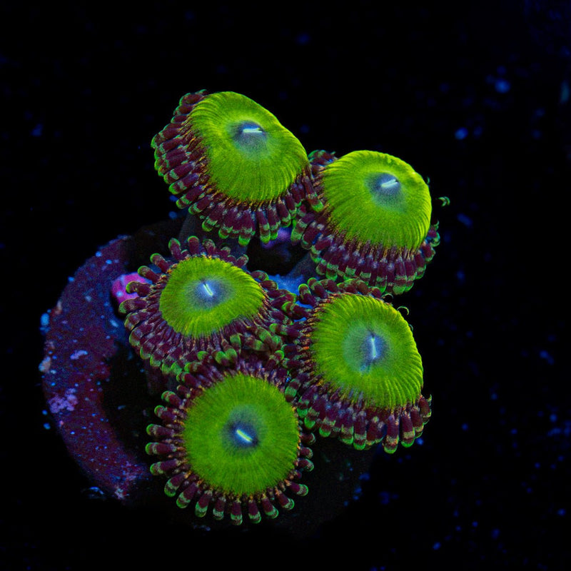 Candy Apple Greens Zoanthid Coral colony growth in reef aquarium