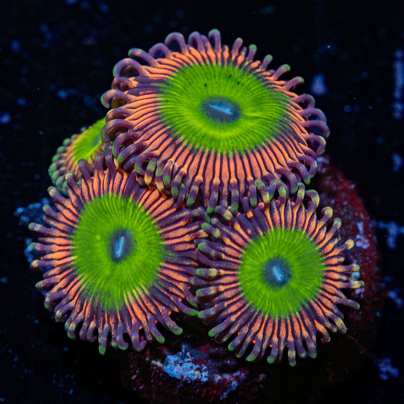 candy Apple pink  Zoanthid Coral