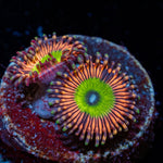 Candy Apple Pink Zoanthid with mat-forming colony in a reef aquarium