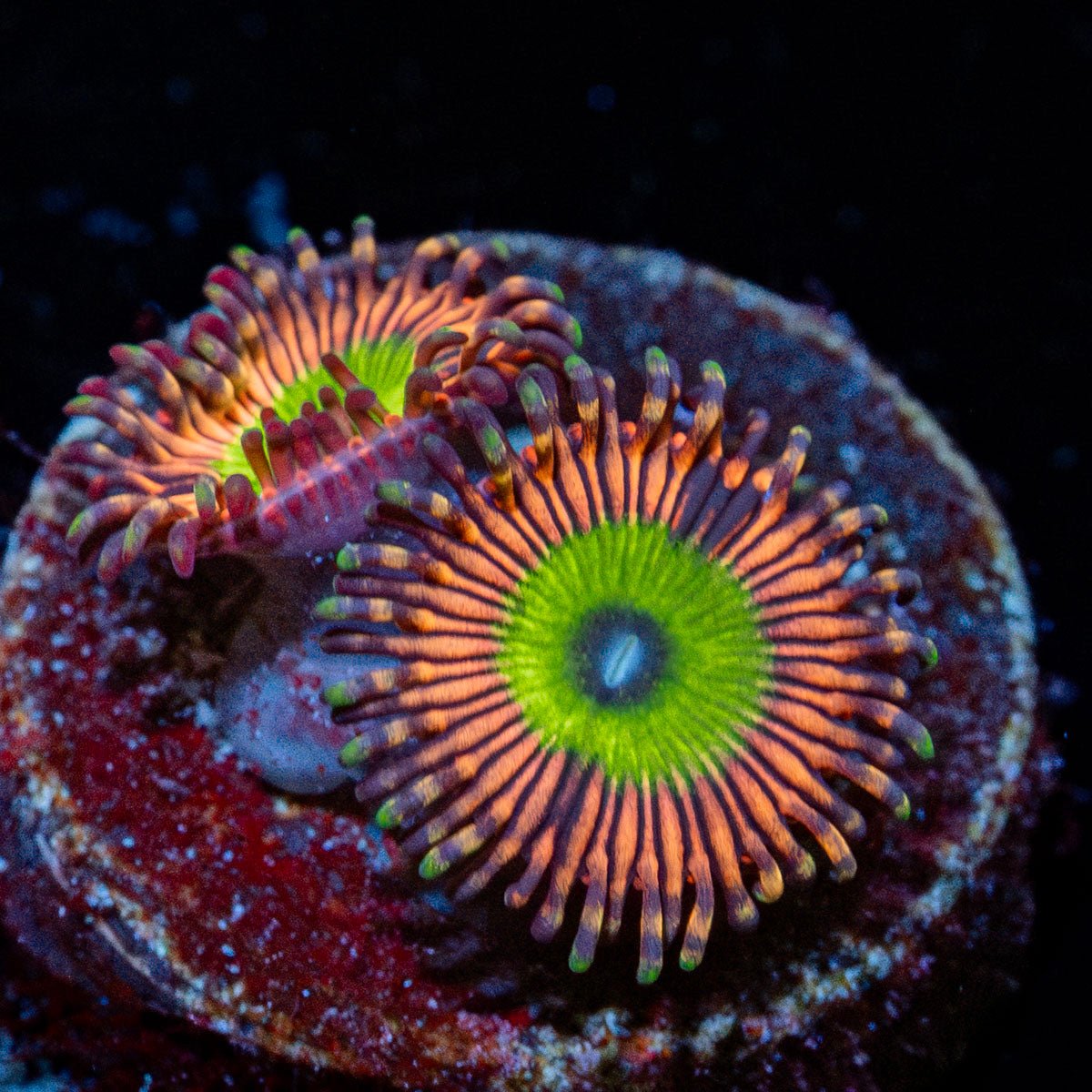 Candy Apple Pink Zoanthid with mat-forming colony in a reef aquarium