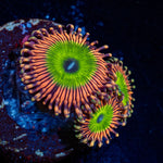 Candy Apple Pink Zoanthid with mat-forming colony in a saltwater aquarium