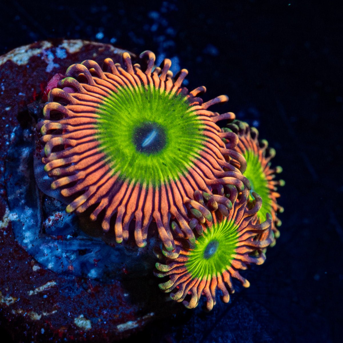 Candy Apple Pink Zoanthid with mat-forming colony in a saltwater aquarium