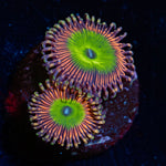 Candy Apple Pink Zoanthid with mat-forming colony in a reef aquarium