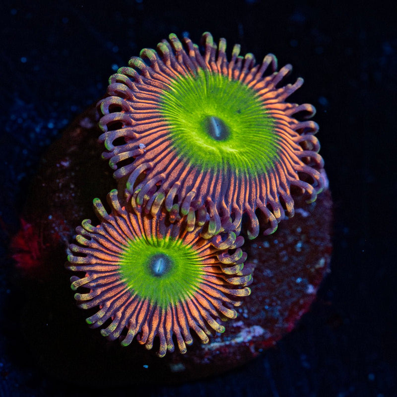 candy Apple pink  Zoanthid Coral