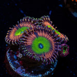 Candy Apple Pink Zoanthid with mat-forming colony in a saltwater aquarium