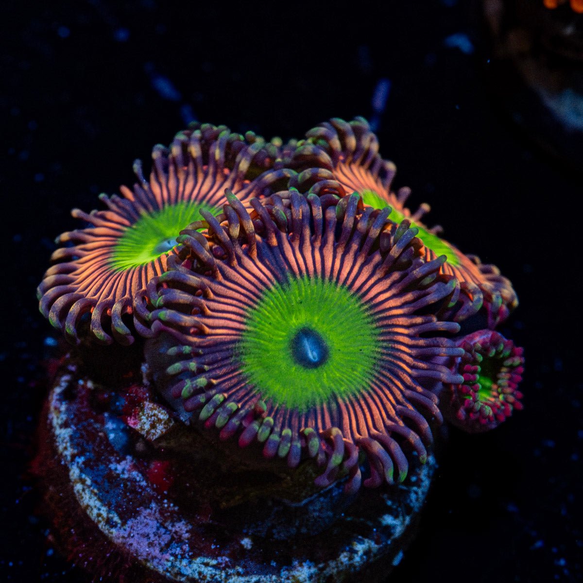 Candy Apple Pink Zoanthid with mat-forming colony in a saltwater aquarium