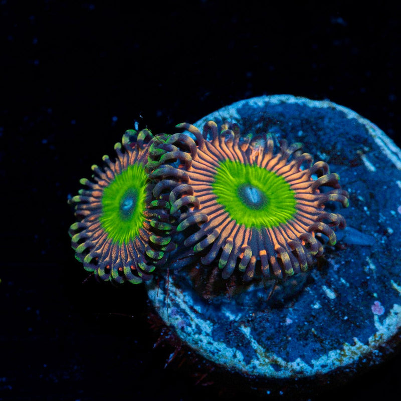 Candy Apple Pink Zoanthid Coral colony growth in reef aquarium