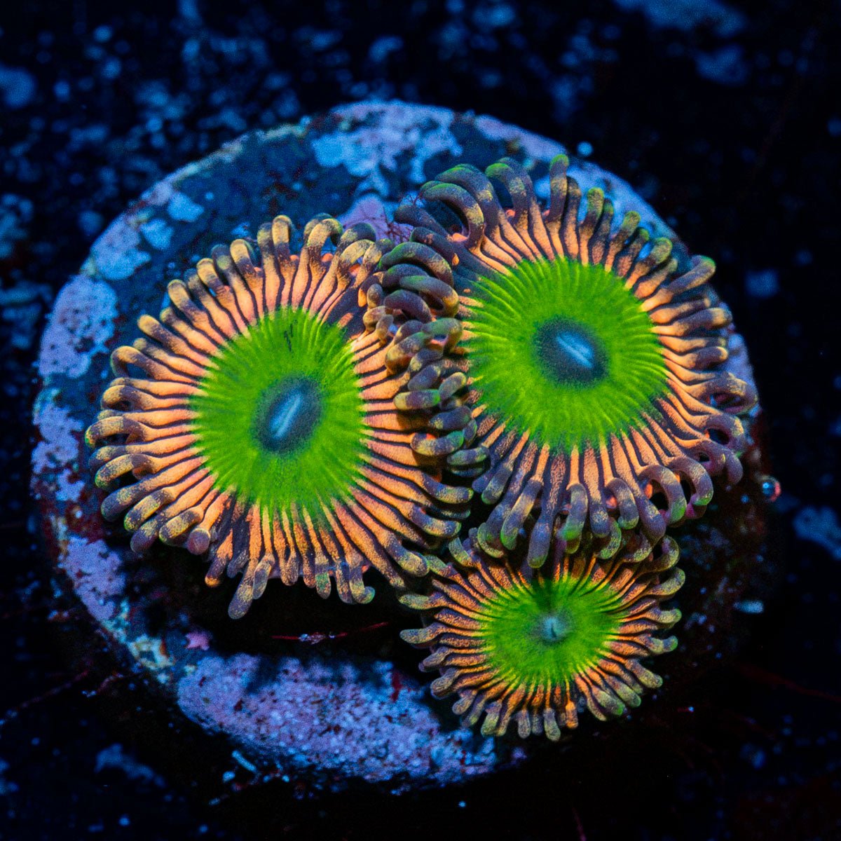 Candy Apple Pink Zoanthid colony growth in reef aquarium