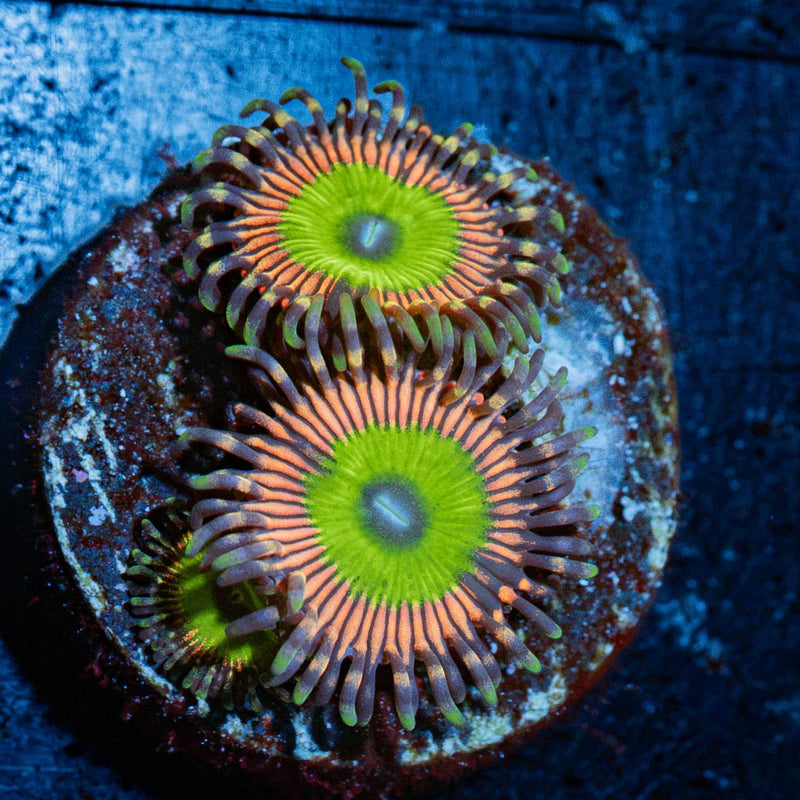 Candy Apple Pink Zoanthid Coral