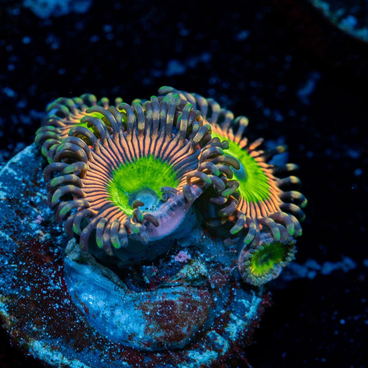 Candy Apple Pink Zoanthid colony growth in reef aquarium