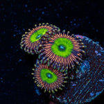 Candy Apple Pink Zoanthid Coral colony growth in reef aquarium