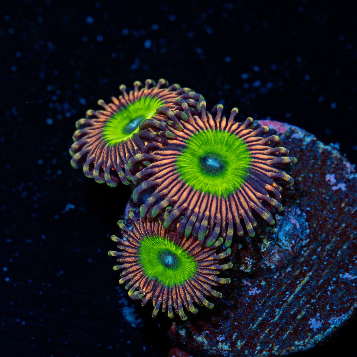 Candy Apple Pink Zoanthid Coral colony growth in reef aquarium