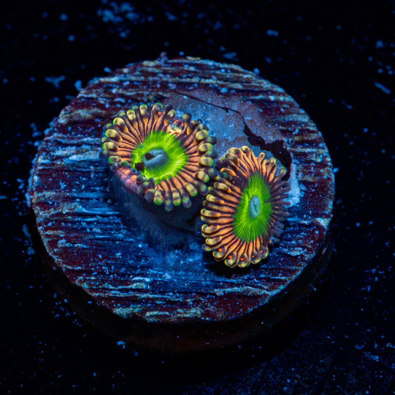 Candy Apple Pink Zoanthid Coral with colony growth in reef aquarium