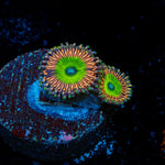 Candy Apple Pink Zoanthid Coral colony growth in reef aquarium