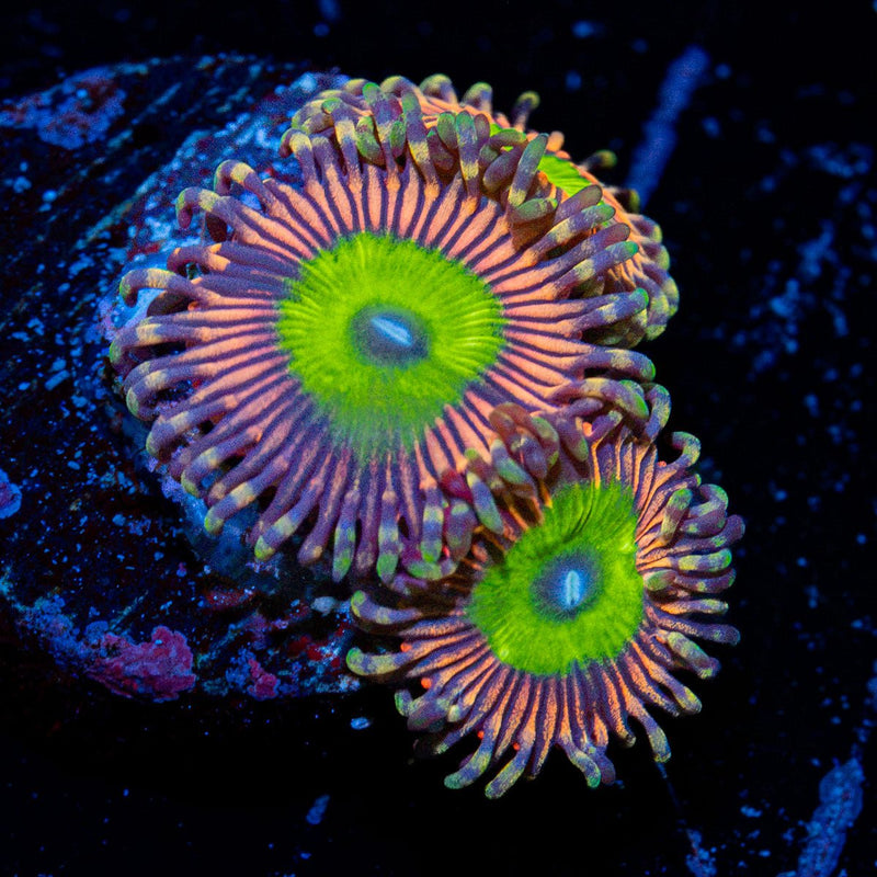 Candy Apple Pink Zoanthid Coral colony growth in reef aquarium