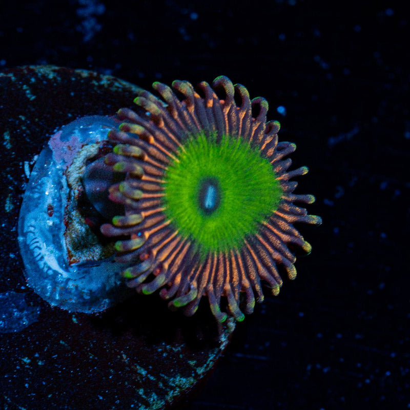 Candy Apple Pink Zoanthid Coral colony growth in reef aquarium