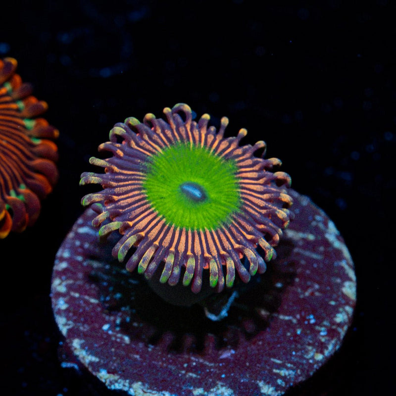 Candy Apple Pink Zoanthid Coral with colony growth in reef aquarium