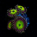 Candy Apple Purples Zoanthid Coral with colony growth in reef aquarium