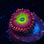 Candy Apple Red Zoanthid with mat-forming colony in a reef aquarium