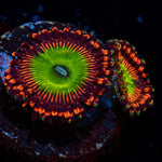 Candy Apple Red Zoanthid with mat-forming colony in a saltwater aquarium