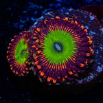 Candy Apple Red Zoanthid with mat-forming colony in a saltwater aquarium