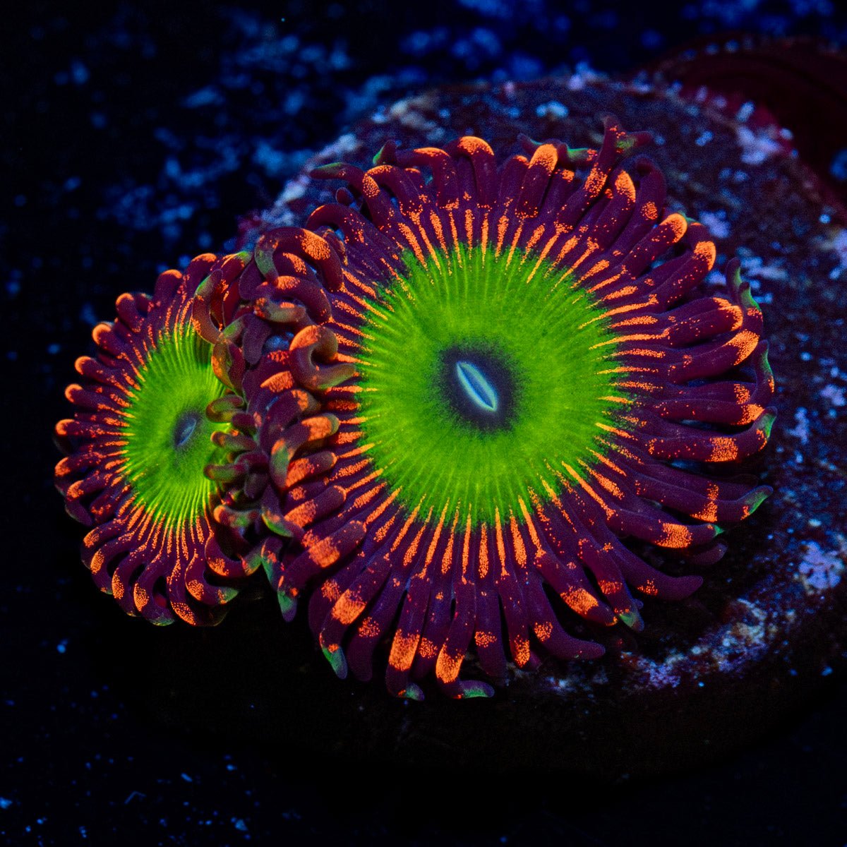 Candy Apple Red Zoanthid with mat-forming colony in a saltwater aquarium