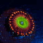 Candy Apple Red Zoanthid with mat-forming colony in a saltwater aquarium