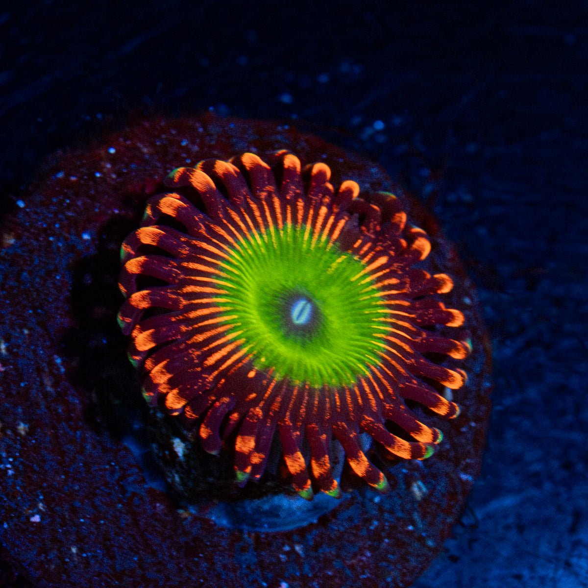 Candy Apple Red Zoanthid with mat-forming colony in a saltwater aquarium