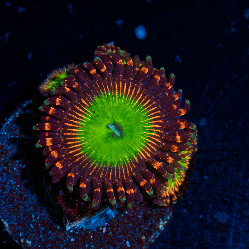 Candy Apple Red Zoanthid Coral