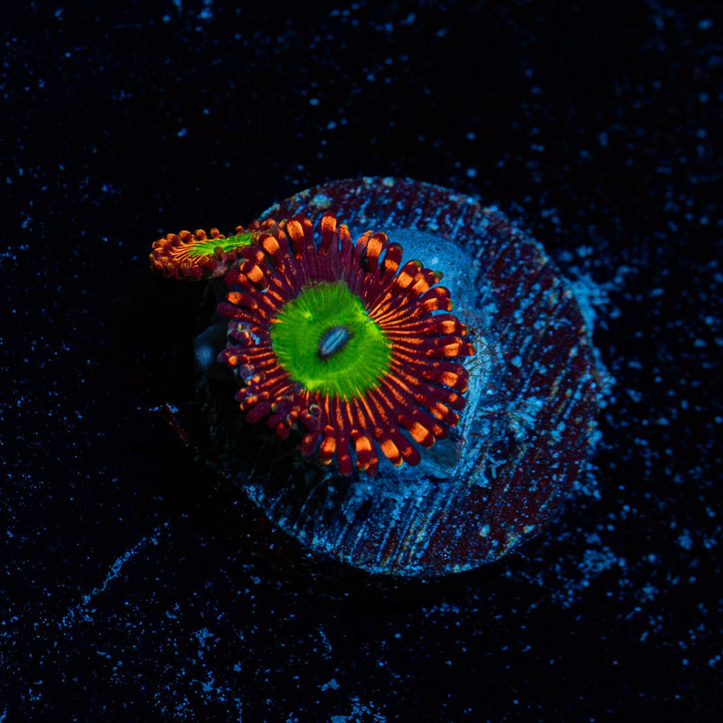 Candy Apple Red Zoanthid Coral with colony growth in reef aquarium