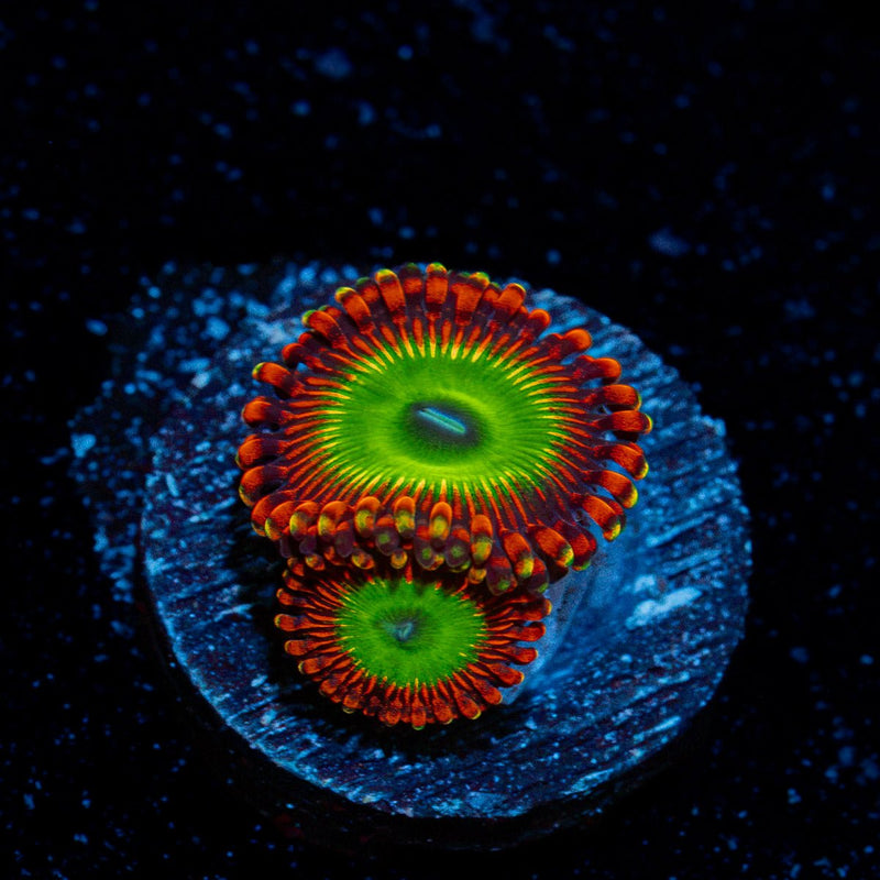 Candy Apple Red Zoanthid Coral colony growth in reef aquarium