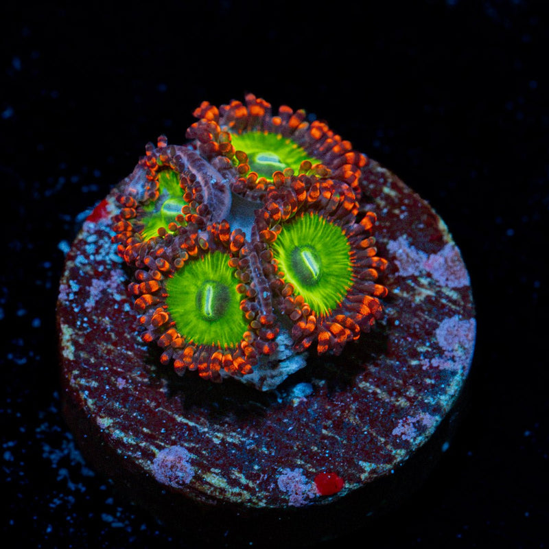 Candy Apple Red Zoanthid Coral with colony growth in reef aquarium