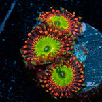 Candy Apple Red Zoanthid colony growth in reef aquarium