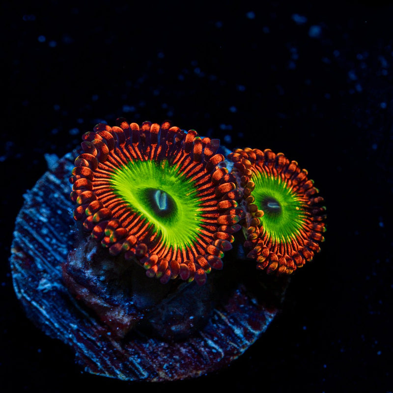 Candy Apple Red Zoanthid Coral colony growth in reef aquarium