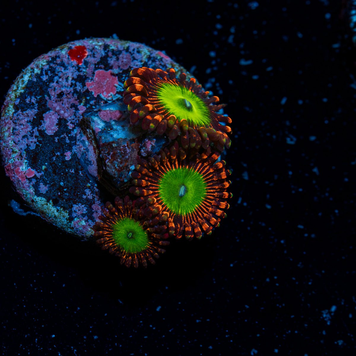 Candy Apple Red Zoanthid Coral colony growth in reef aquarium