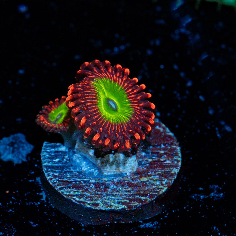 Candy Apple Red Zoanthid Coral colony growth in reef aquarium