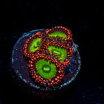 Candy Apple Red Zoanthid Coral colony growth in reef aquarium