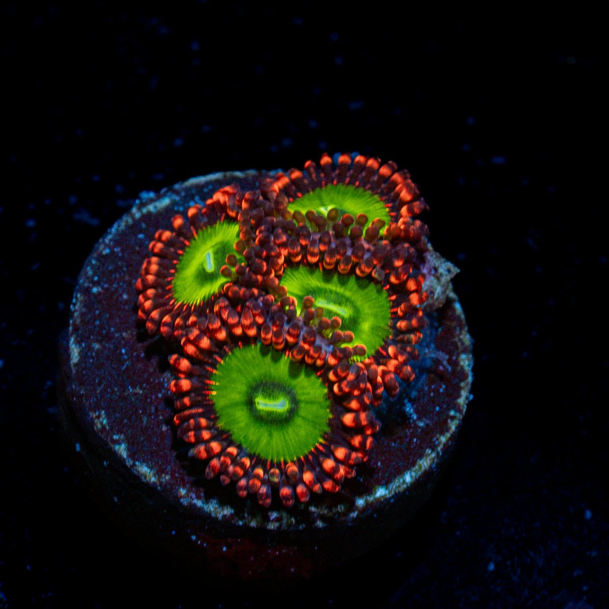 Candy Apple Red Zoanthid Coral colony growth in reef aquarium