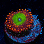 Candy Apple Red Zoanthid Coral colony growth in reef aquarium