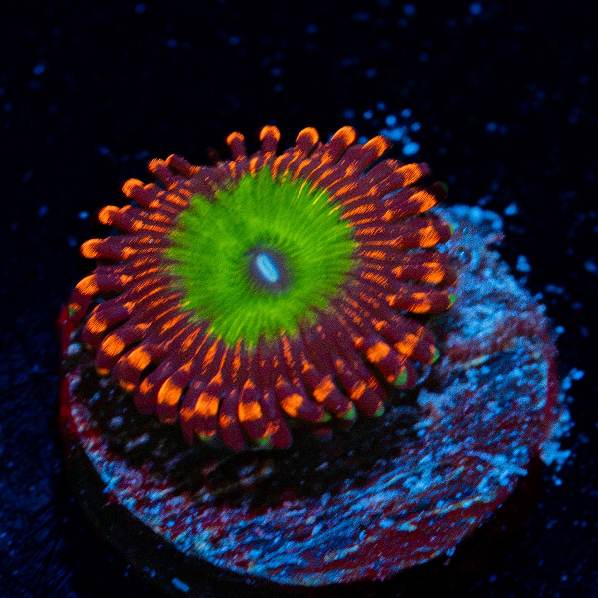 Candy Apple Red Zoanthid Coral colony growth in reef aquarium