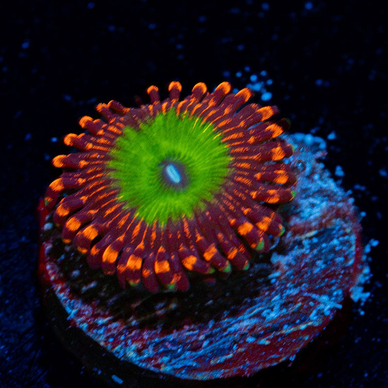 Candy Apple Red Zoanthid Coral colony growth in reef aquarium