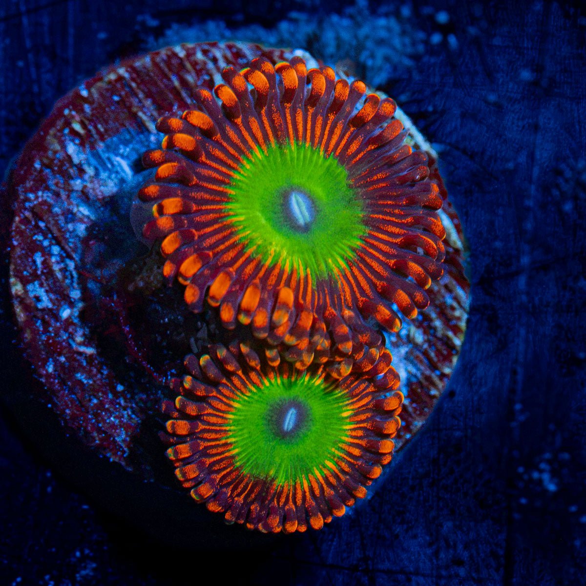 Candy Apple Red Zoanthid Corals with colony growth in reef aquarium