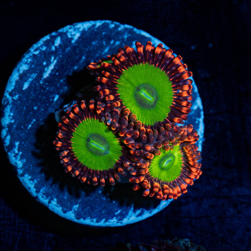 Candy Apple Red Zoanthids Coral