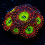 Candy Apple Reds Zoanthid Coral colony growth in reef aquarium