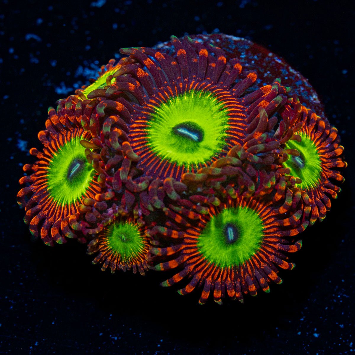 Candy Apple Reds Zoanthid Coral colony growth in reef aquarium
