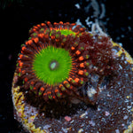 Candy Apple Reds Zoanthid Coral with colony growth in reef aquarium