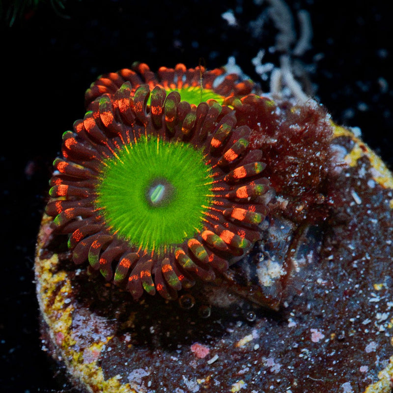 Candy Apple Reds Zoanthid Coral with colony growth in reef aquarium